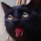 譲渡完了　有り難うございました！◆条件無◆フサフサ黒子猫！手術済...