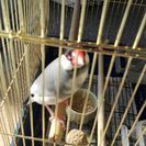 手乗り文鳥さしあげます