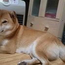 一旦募集停止　柴犬4歳メスの里親様を探しています
