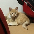優しい里親様を募集します