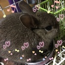ウサギ愛好家求めます。