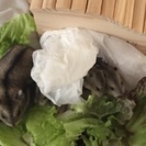 ジャンガリアンの里親募集します
