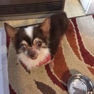 控えめな甘えたさん、パーサーくん