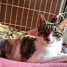スリゴロの甘えん坊三毛、ニセコちゃん