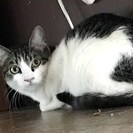 人馴れ訓練中の美しい猫、ココナちゃん☆2/26の里親会に参加予定！