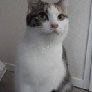 多分2016年生まれの雌猫の飼い主募集
