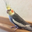 オカメインコ探しています。静岡県藤枝市