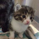 子猫です。確認してください。