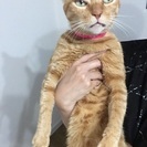 とても人懐っこい茶トラの男の子(=^ェ^=)