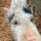 ミニブタ