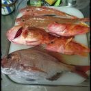 一緒に海釣りを楽しみましょう