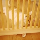 【ねこ工房】スタッフ大募集(猫飼限定)午前中のみも可、週2日〜の画像