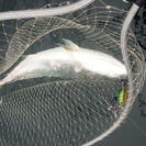 釣り仲間募集