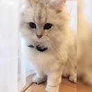 ITに興味があり、開発や顧客サポートをやってみたい方（新人）の画像