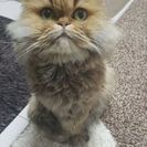 (商談中)四歳の雌😹猫ちゃんです
