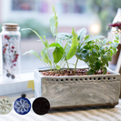 【陶芸】陶器で作るミニプランター【インナチュラル】