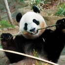2月5日(2/5)  大人の遠足！みんなでパンダを見に行こう♪上...