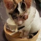 子猫、ハンデあるのに明るい★死の淵からがんばりました。