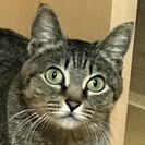 一歳のキジトラ丸顔の女の子