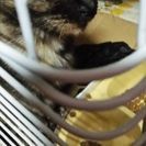 アメリカンカールの女の子 - 愛知郡