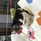 2ヶ月ぐらいの女の子♪ − 兵庫県
