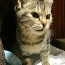 【子猫里親募集】埼玉県から♪