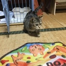 【子猫里親募集】埼玉県から♪ - 南埼玉郡