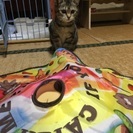 【子猫里親募集】埼玉県から♪ - 猫