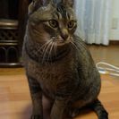 飼い主さんが、突然亡くなってしまいました。とても人馴れしている子...