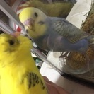 仲良しな２匹のインコちゃん