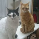 7歳のオスとメス 里親募集