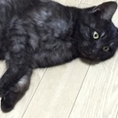 里親を探しています！急募 - 宗像市