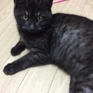 里親を探しています！急募 - 猫