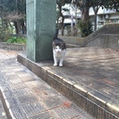 お外で暮らしてるけど甘えん坊！キジシロのイケメンです＾＾