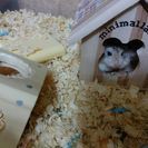 ロボロフスキーを募集します!!! - 鳥取市