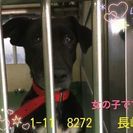 里親決定 保健所大村市1/26まで 命の期限せまってます 助けて...