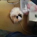 モルモット(長毛)の里親さん募集します