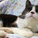 犬も猫も人も大好きな、ウクレレくん