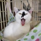 一度見たら忘れないお顔の柄のゆかりちゃん☆2/26の里親会に参加予定！ - 横浜市