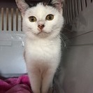 人が大好き、ナポレオンちゃん
