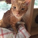 癒し系スリゴロ男子、えびすくん