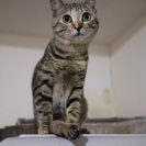 活発女子、キューピーちゃん
