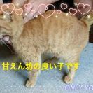 処分寸前でレスキューしました 甘えん坊な茶トラくんですら