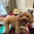 近くで20代30代のワンコ友達募集❤️