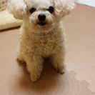 里親さん決まりました