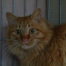 ノルウェージャンフォレストキャットを貰って！ - 猫