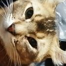 里親決定しました。😾アメリカンカールの男の子です😾