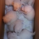 生後2ヶ月ぐらいの子犬たちです！