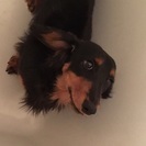 1歳のミニチュアダックス君