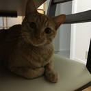 茶トラ  男の子